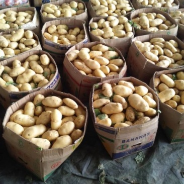 荷兰十五土豆3两以上货源充足【产地直销】