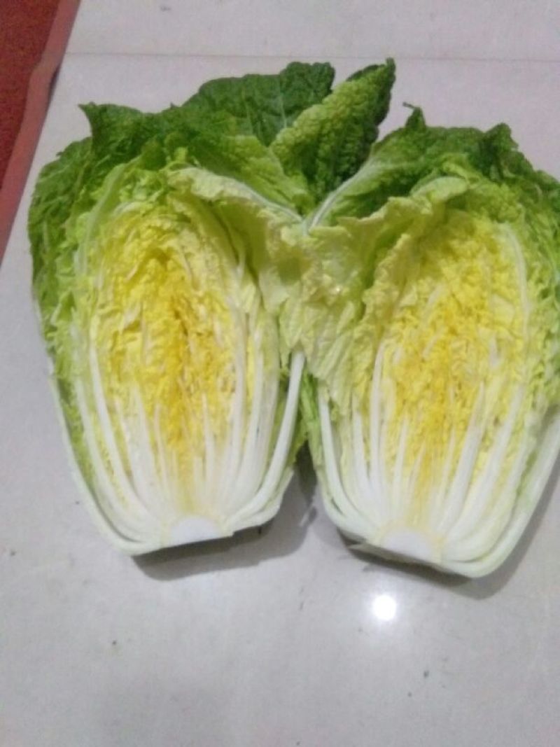 精品黄心大白菜，矮颗4~6斤精品白菜，产地直供一手货源
