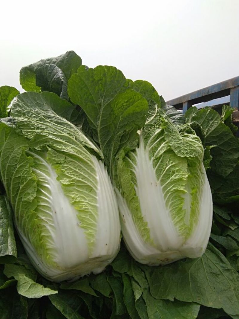 精品黄心大白菜，矮颗4~6斤精品白菜，产地直供一手货源