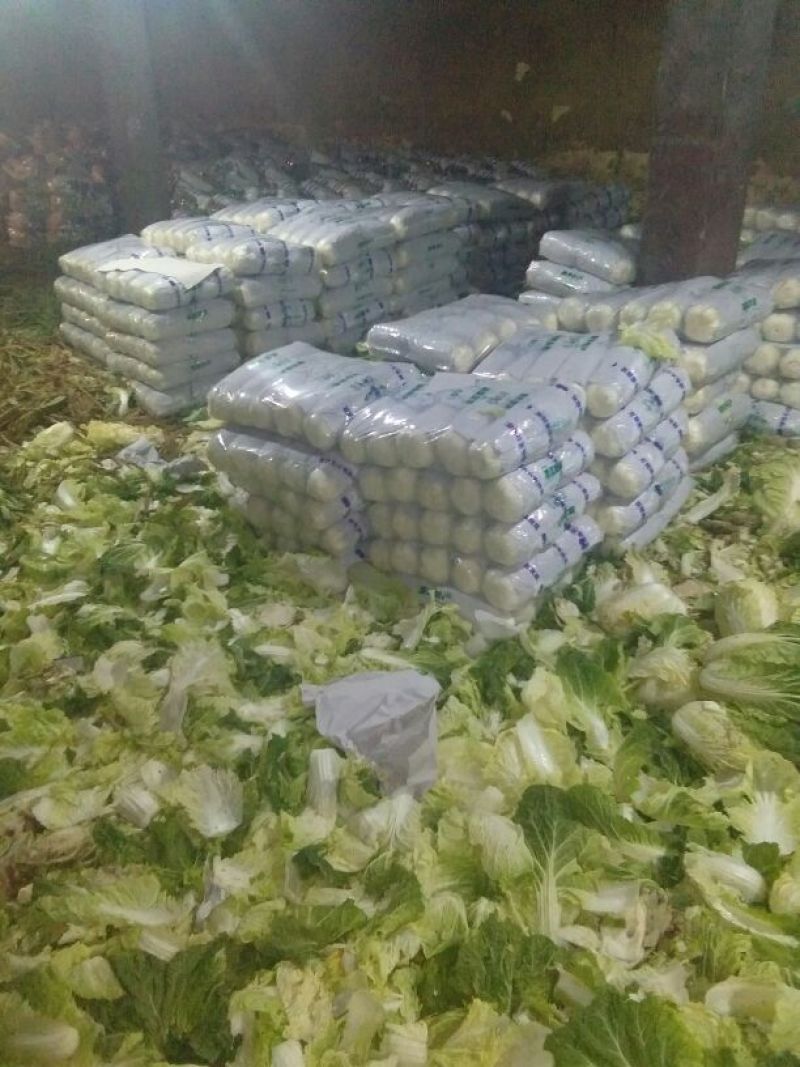 精品黄心大白菜，矮颗4~6斤精品白菜，产地直供一手货源