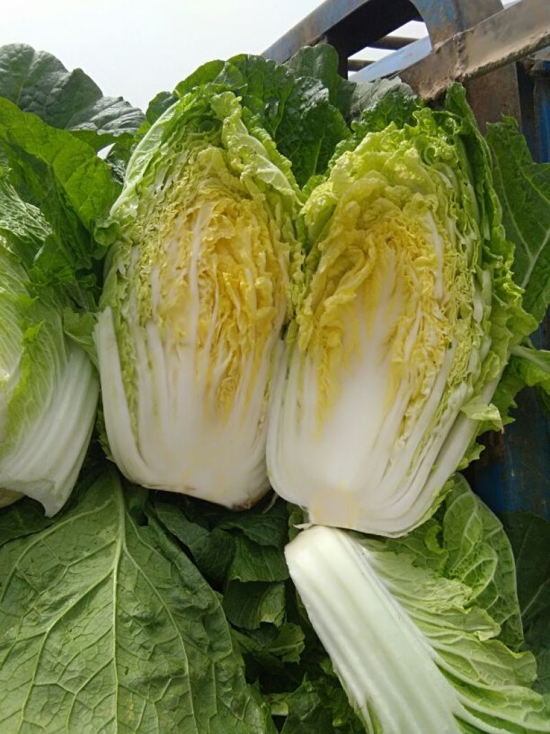 精品黄心大白菜，矮颗4~6斤精品白菜，产地直供一手货源