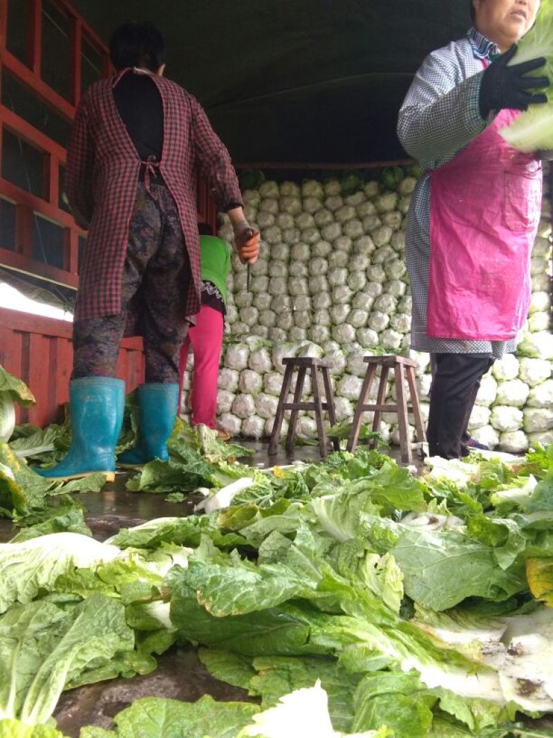 精品黄心大白菜，矮颗4~6斤精品白菜，产地直供一手货源