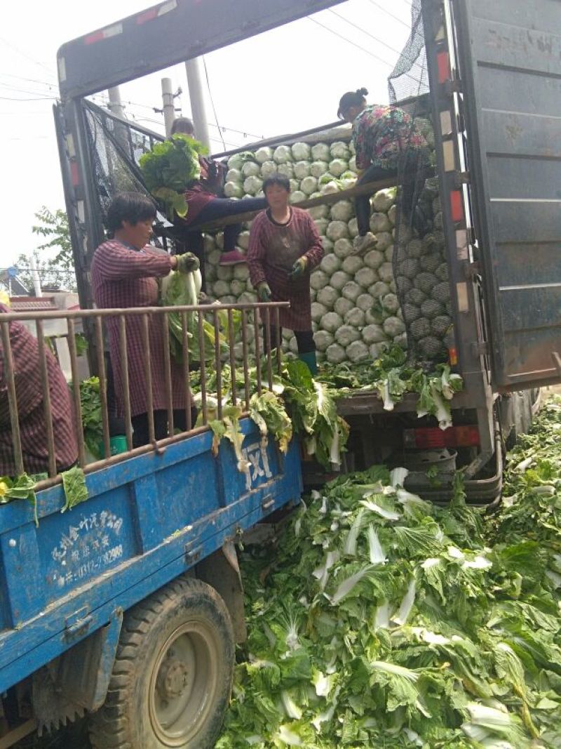 精品黄心大白菜，矮颗4~6斤精品白菜，产地直供一手货源