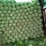 精品黄心大白菜，矮颗4~6斤精品白菜，产地直供一手货源