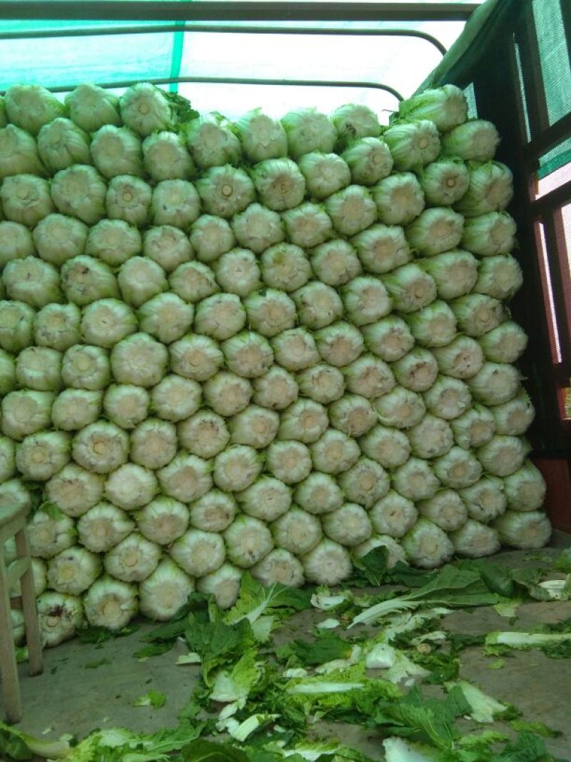 精品黄心大白菜，矮颗4~6斤精品白菜，产地直供一手货源