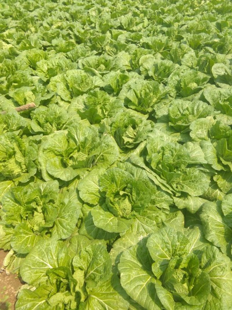 精品黄心大白菜，矮颗4~6斤精品白菜，产地直供一手货源