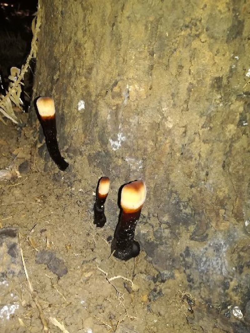 药用灵芝野生黑统