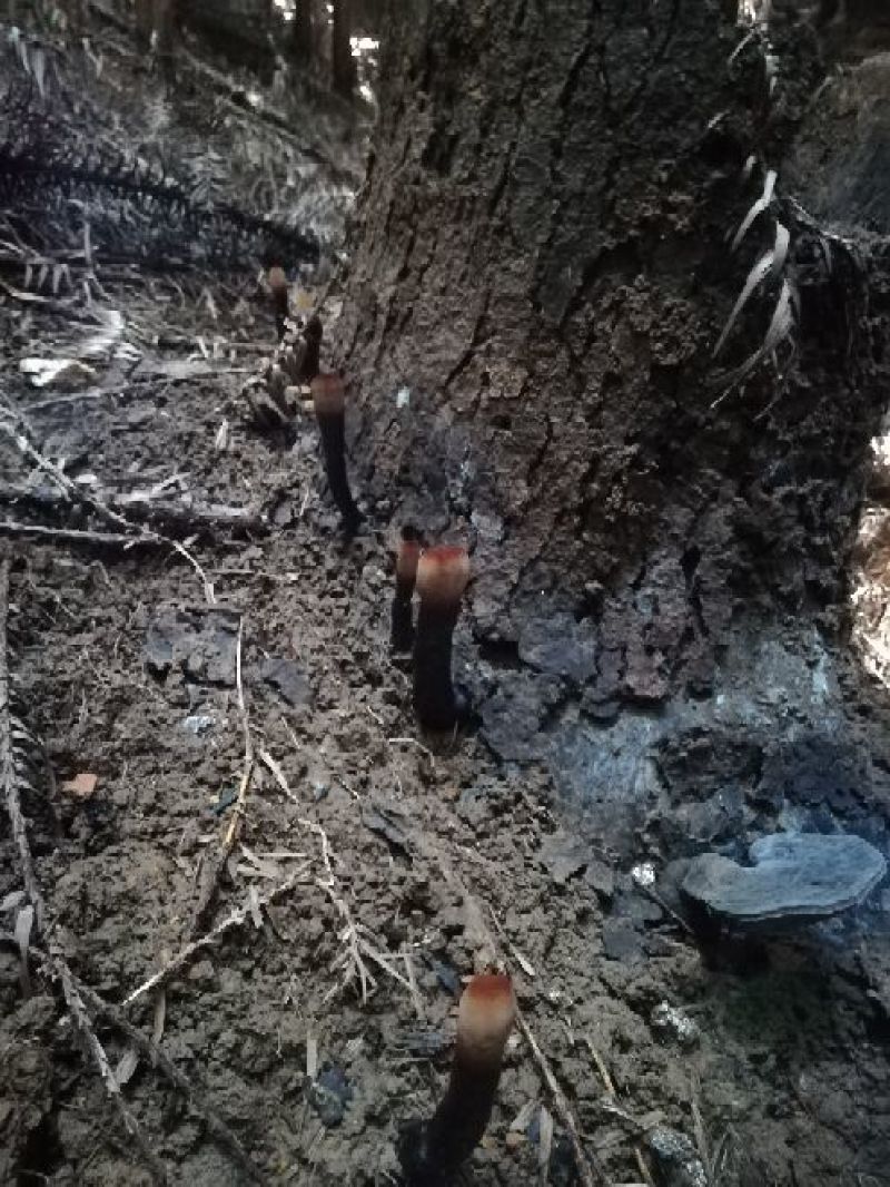 药用灵芝野生黑统
