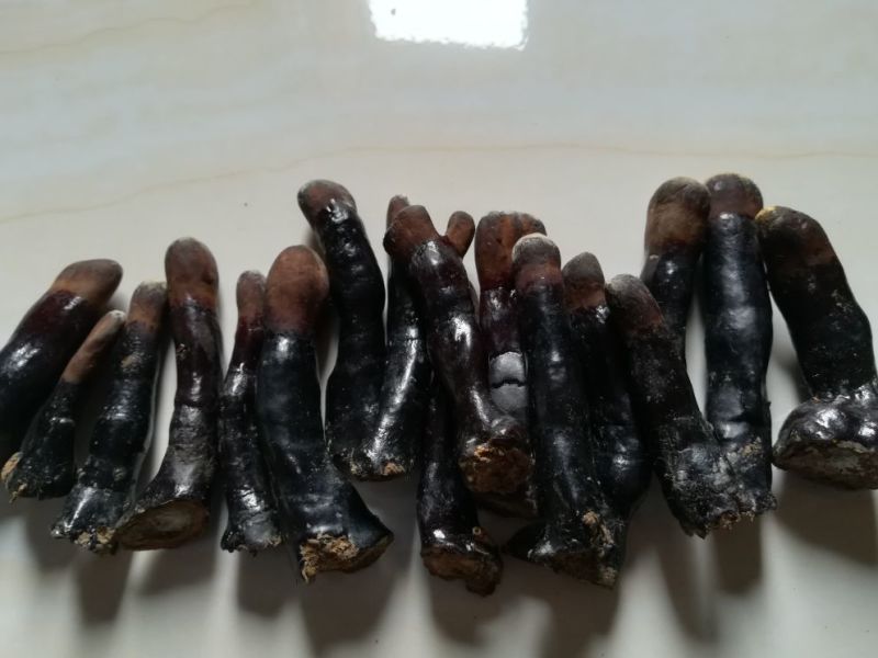 药用灵芝野生黑统