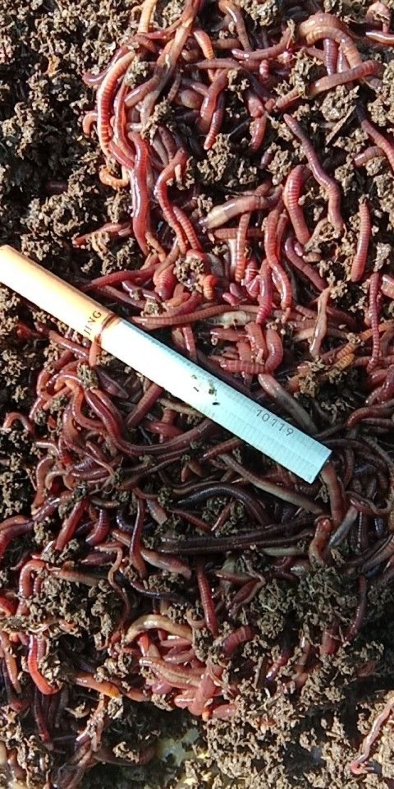 大号蚯蚓商用鱼饵，特种养殖伺料