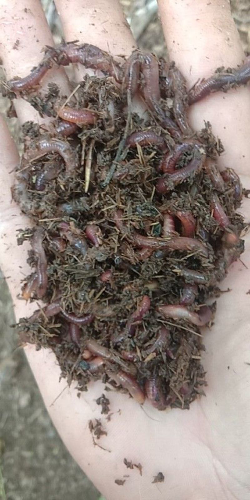大号蚯蚓商用鱼饵，特种养殖伺料