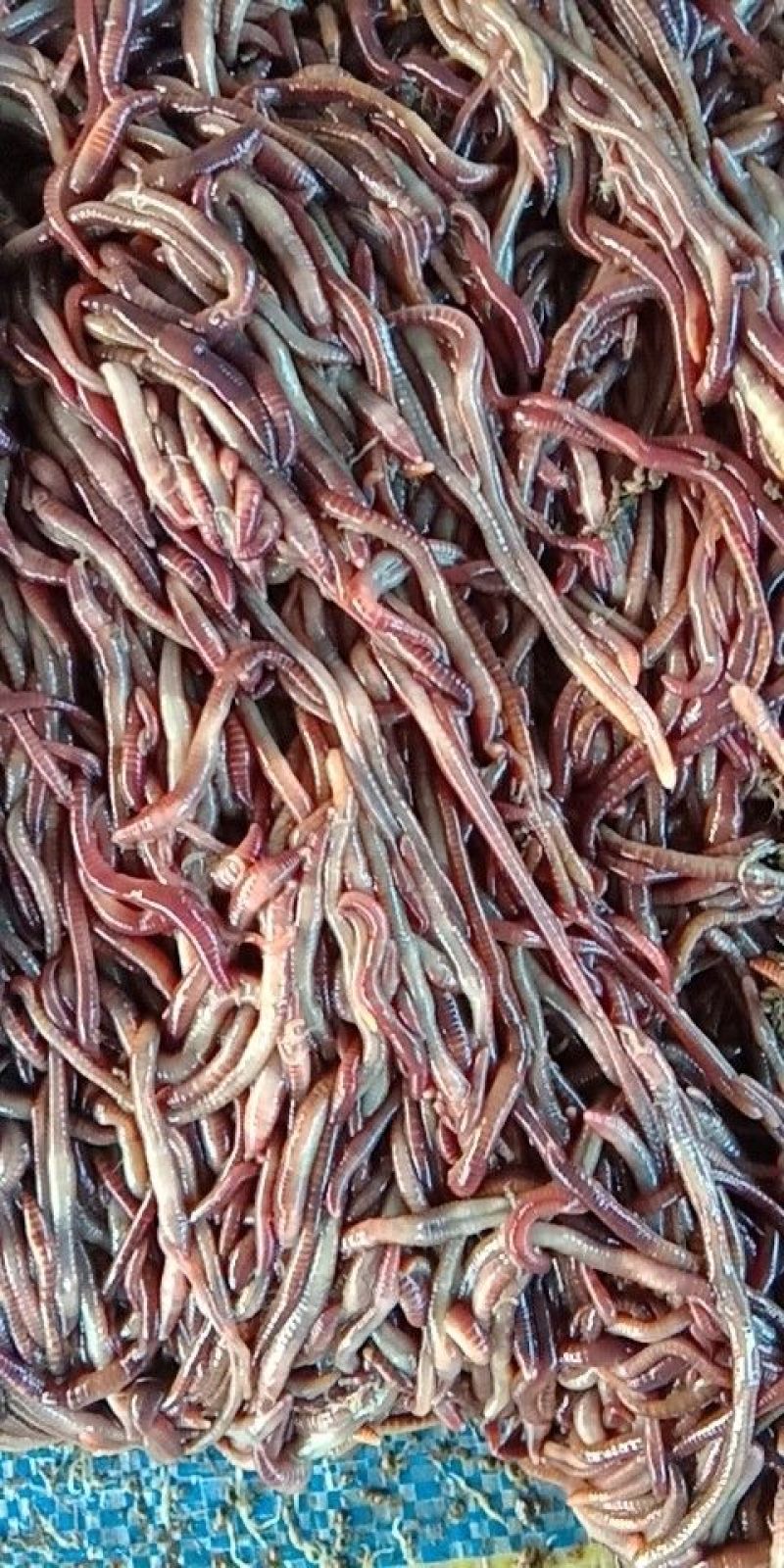 大号蚯蚓商用鱼饵，特种养殖伺料