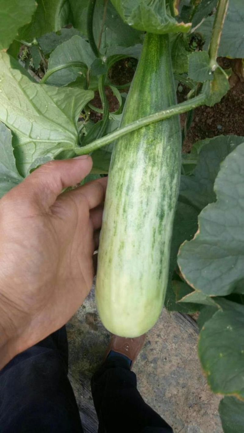 一窝狼甜瓜0.5斤以上通货