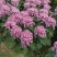 菊花苗