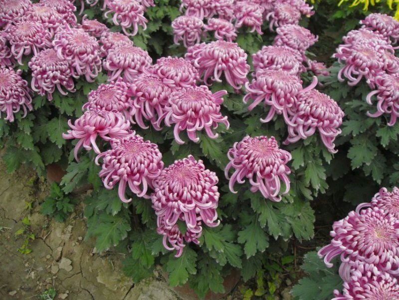 菊花苗