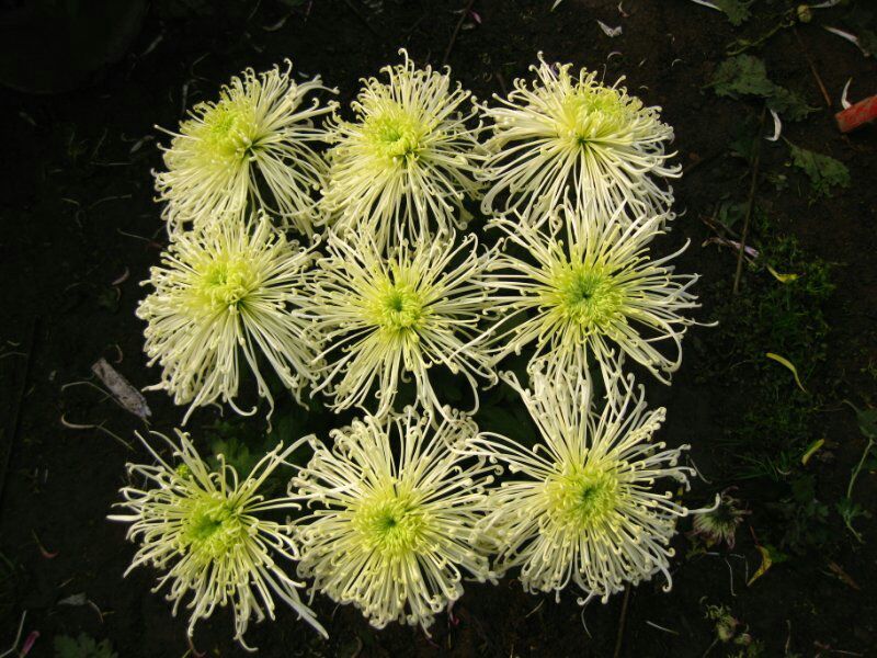 菊花苗