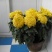 菊花苗