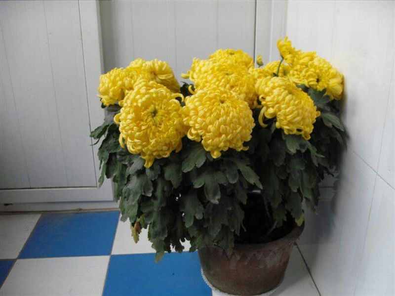菊花苗