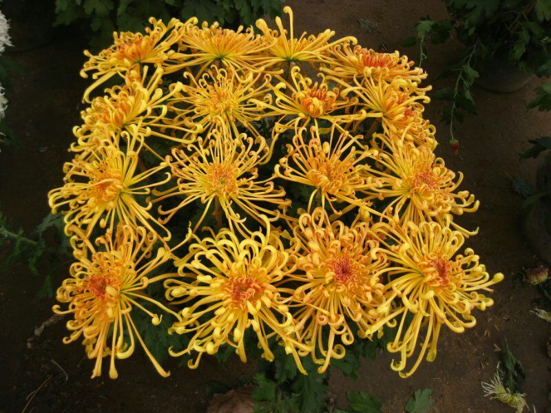 菊花苗