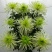 菊花苗