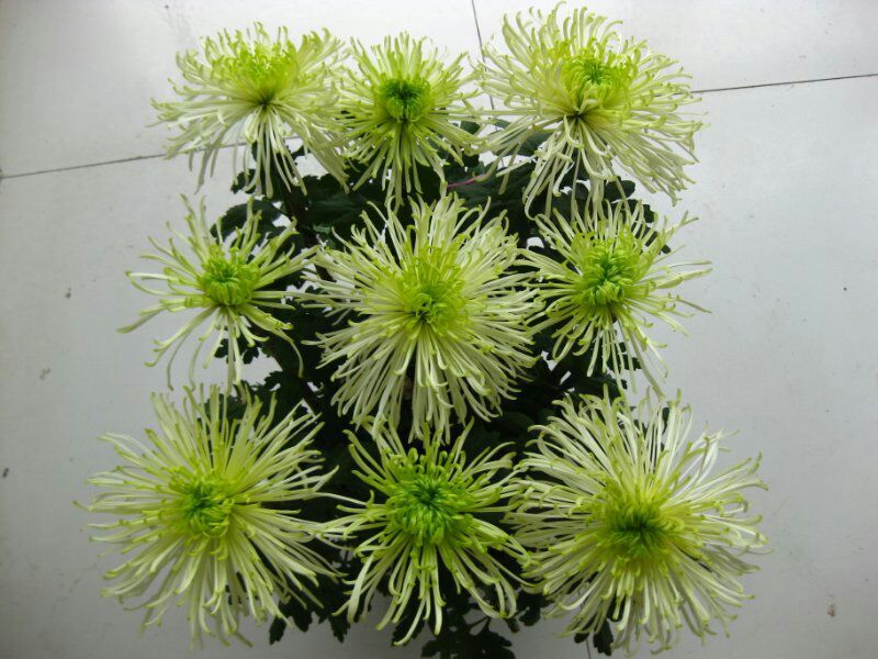 菊花苗