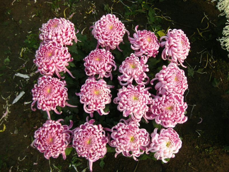 菊花苗