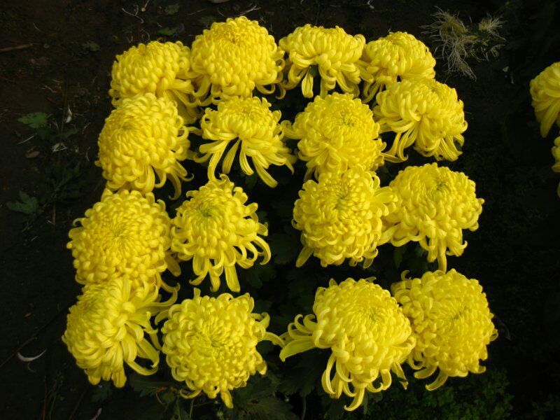 菊花苗