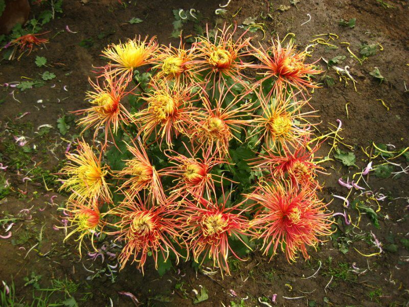 菊花苗