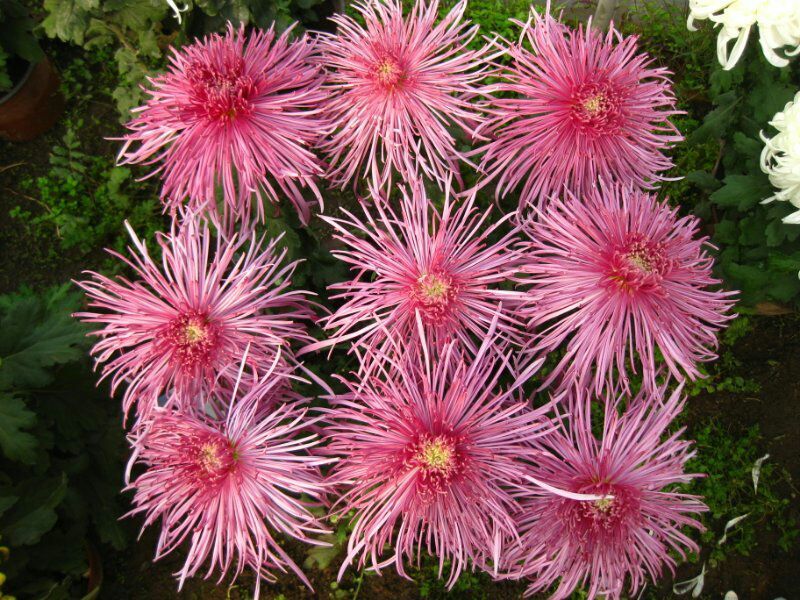 菊花苗