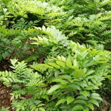 黄花梨树苗30~50cm1~4cm