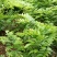 黄花梨树苗30~50cm1~4cm