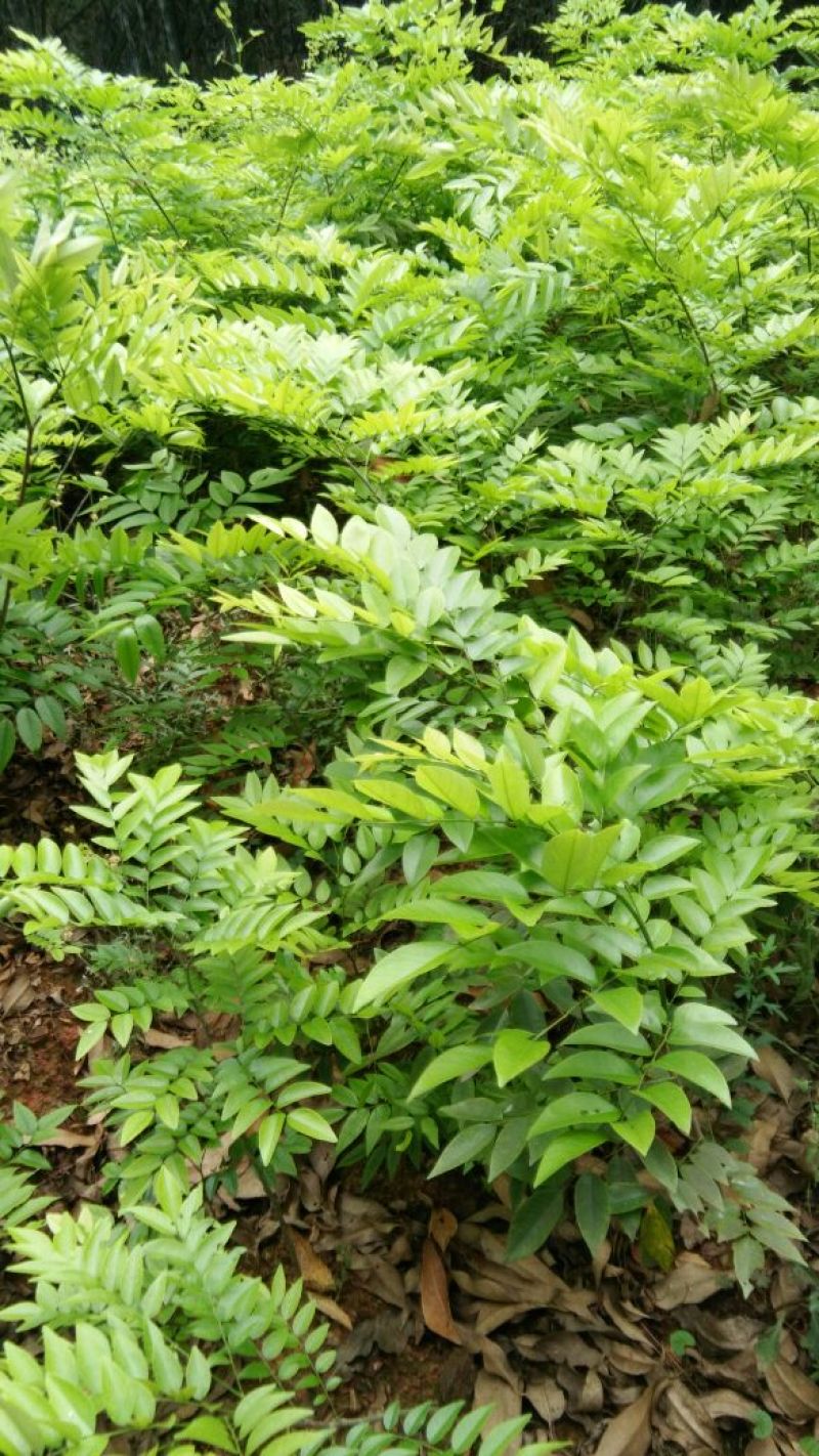 黄花梨树苗30~50cm1~4cm