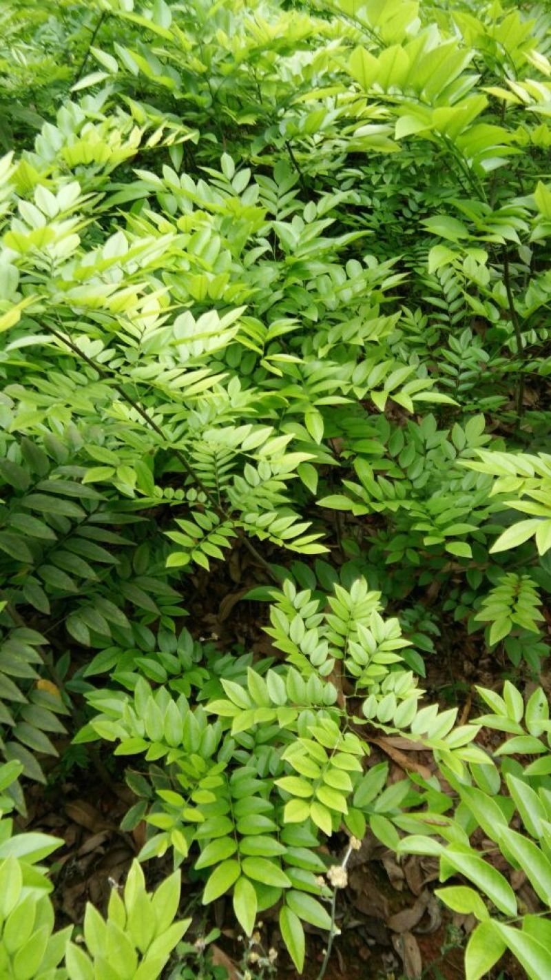 黄花梨树苗30~50cm1~4cm