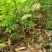 黄花梨树苗30~50cm1~4cm
