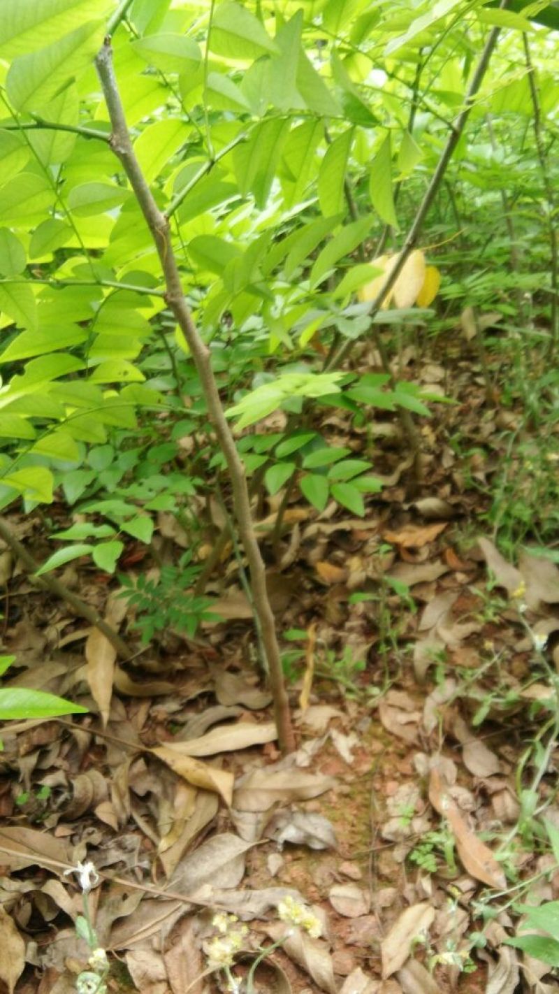 黄花梨树苗30~50cm1~4cm