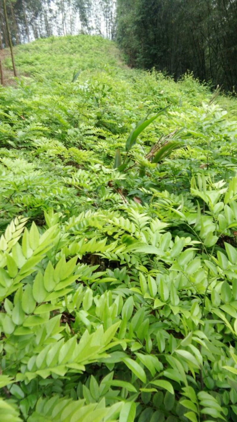 黄花梨树苗30~50cm1~4cm