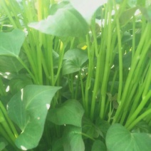 商薯19红薯苗15~25cm