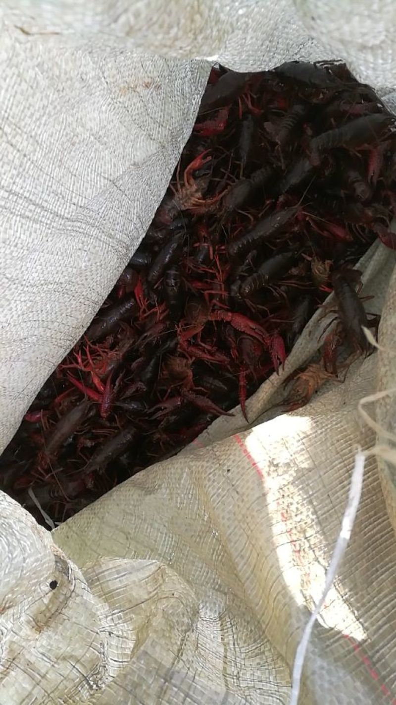 湖虾3-5钱（15-25克）活虾稻田套养