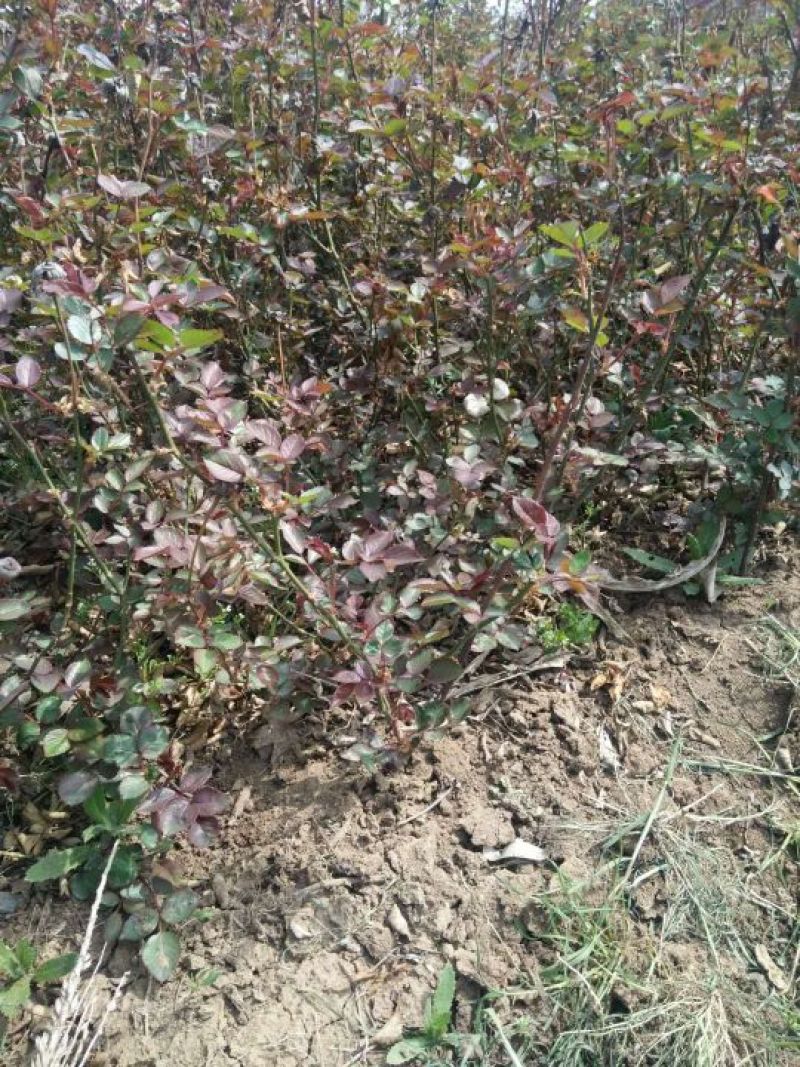 丰花月季40~50cm绿化工程专用苗