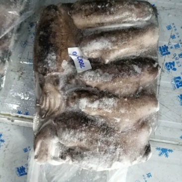鱿鱼食用冰冻