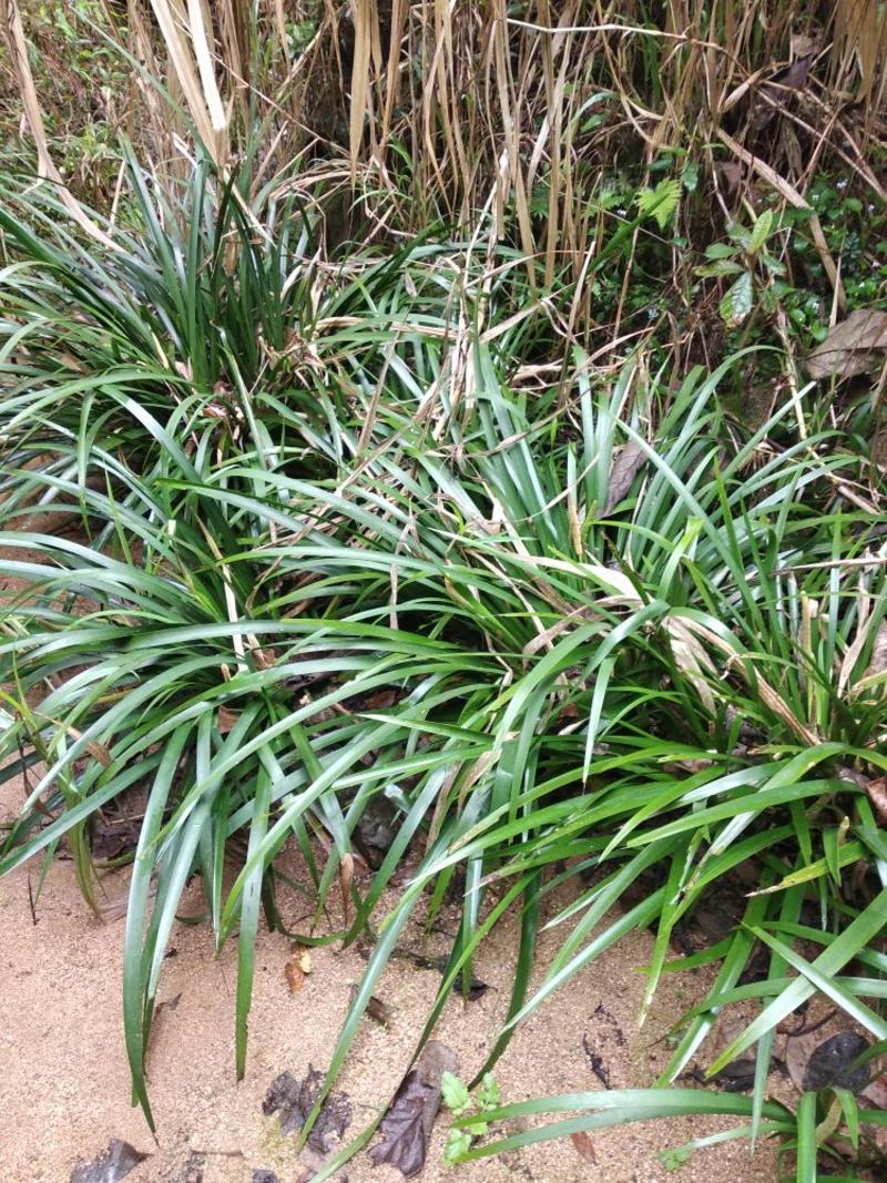 石菖蒲大选条