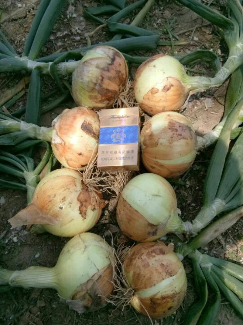 黄皮洋葱