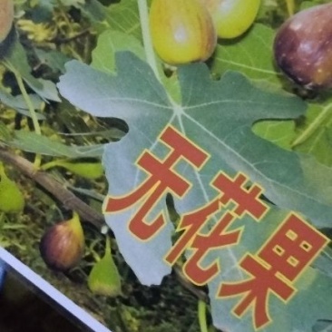 无花果苗