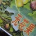 无花果苗