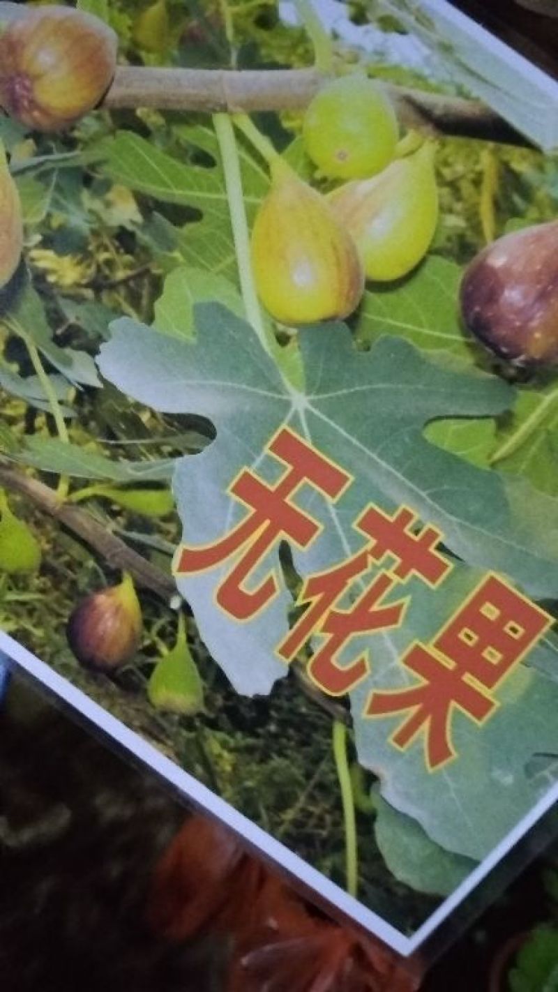 无花果苗