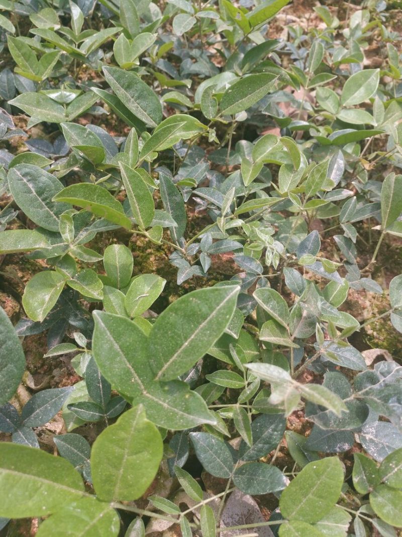 牛大力种苗15cm以下