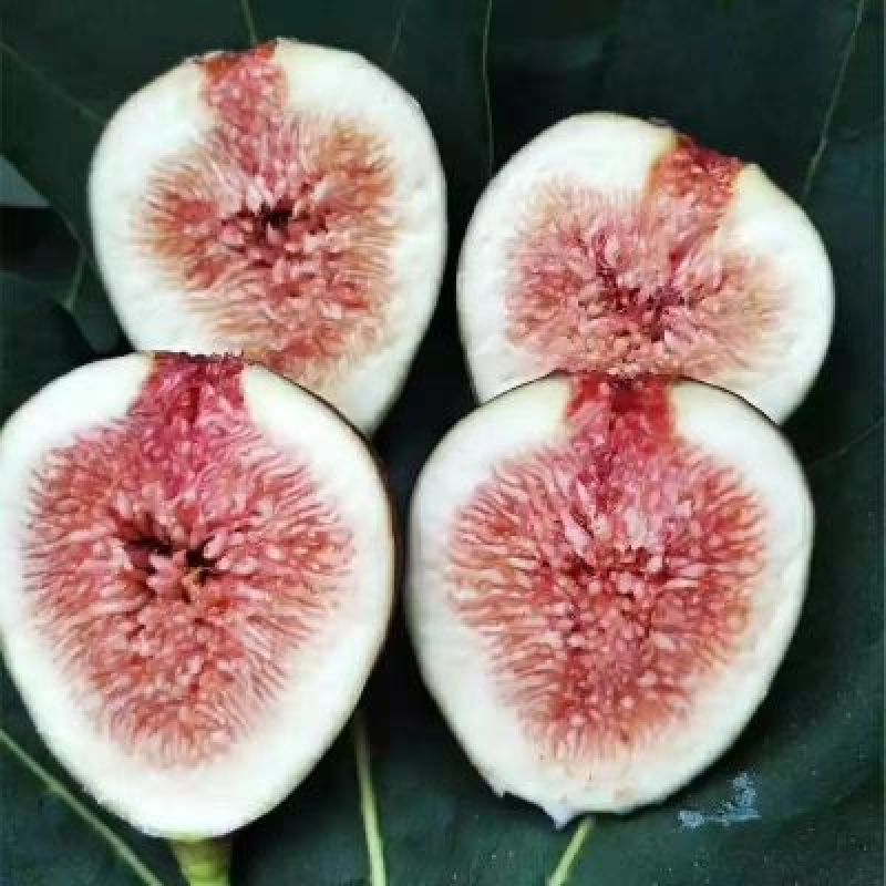 无花果苗