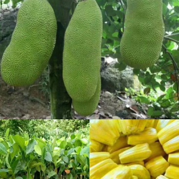 马来西亚一号菠萝蜜苗
