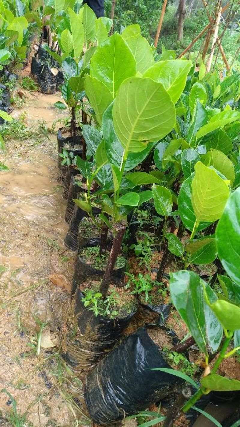 马来西亚一号菠萝蜜苗