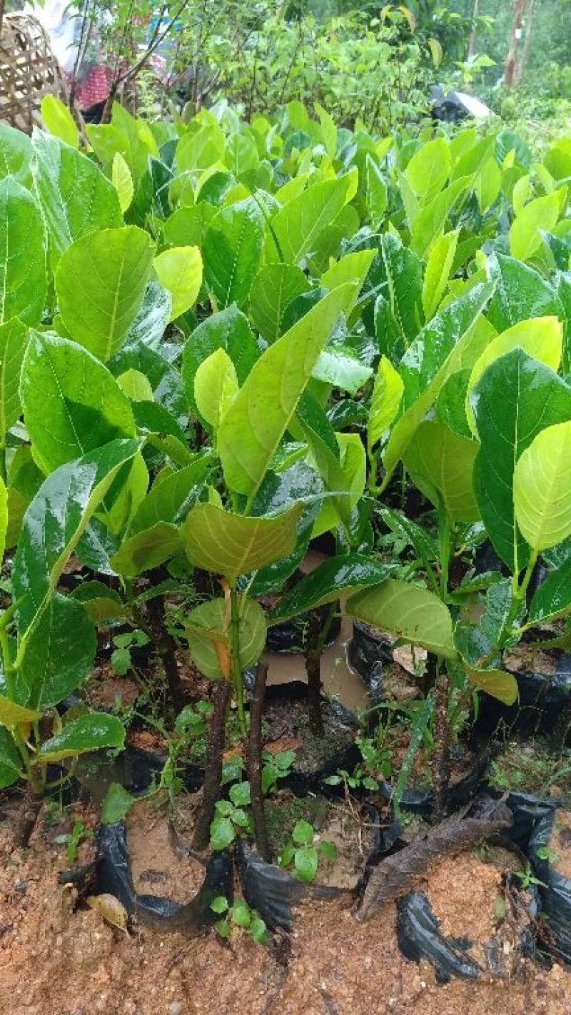 马来西亚一号菠萝蜜苗